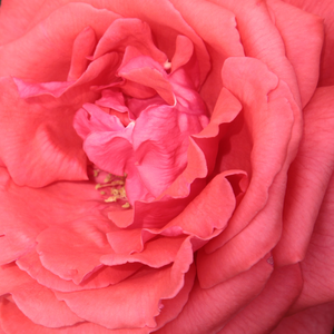 Rozenstruik kopen - Oranje - grandiflora-floribunda roos - sterk geurende roos - Rosa Fragrant Cloud - Mathias Tantau, Jr. - Een sterke en gezonde roos met een opvallend sterke geur, geschikt als solitair en snijbloem, geliefde soort voor tentoonstellinge